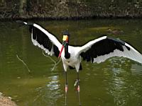 Jabiru du Senegal, Ephippiorrhynchus senegalensis (Photo F. Mrugala) (1)